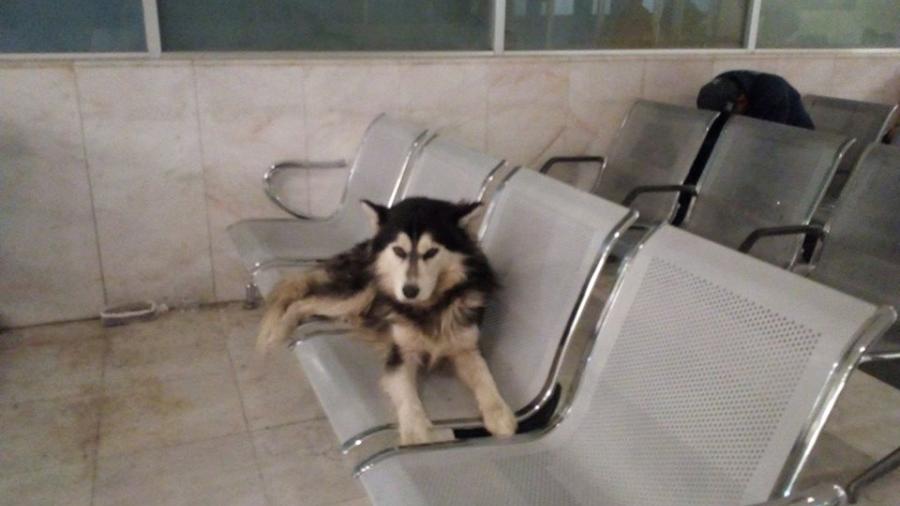 Perro espera a su dueño en Hospital