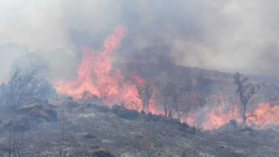 Incendios forestales arrasan en Tamaulipas, Jalisco y Morelos 