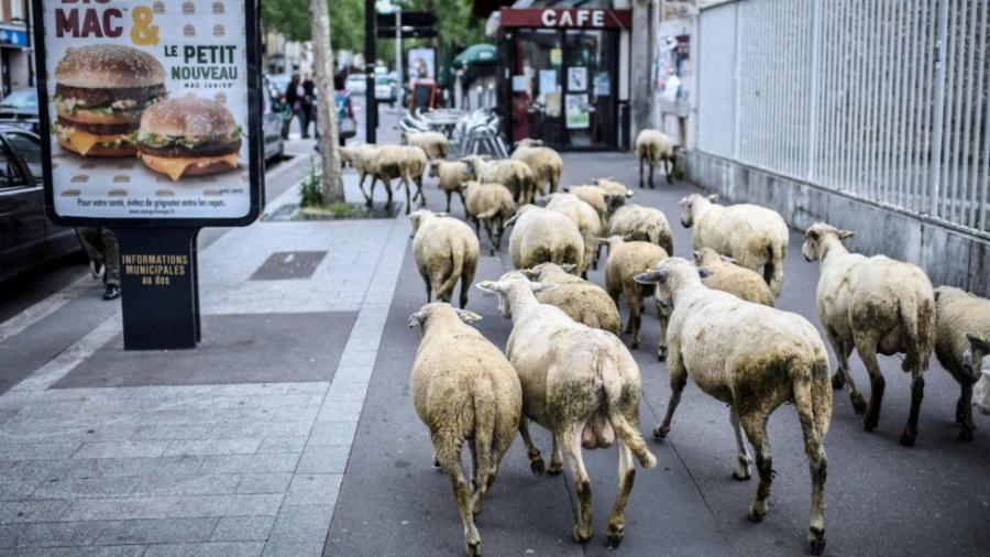 Escuela rural en Francia inscribe ¡a 15 ovejas! 