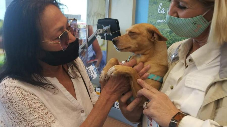 Participa protectora de animales en campa&ntilde;a nacional 