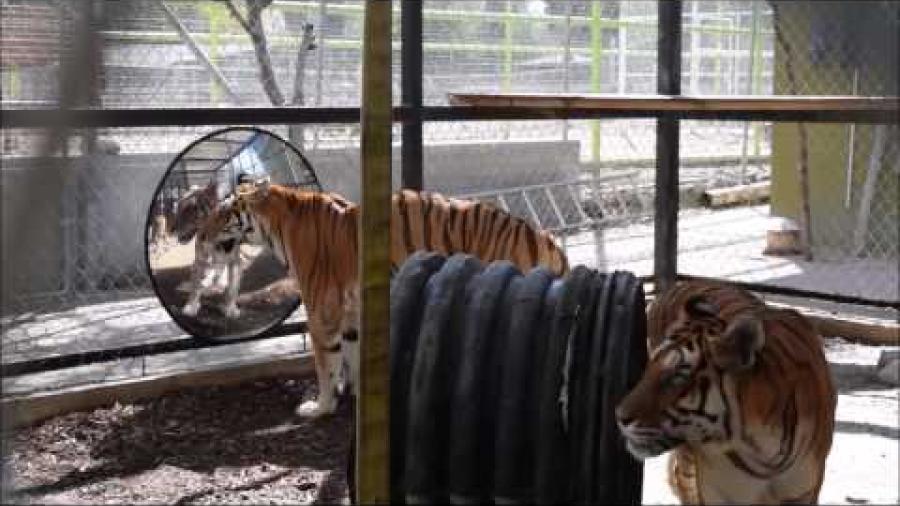 Tigresas son enviadas a santuario en EU tras rehabilitación en México