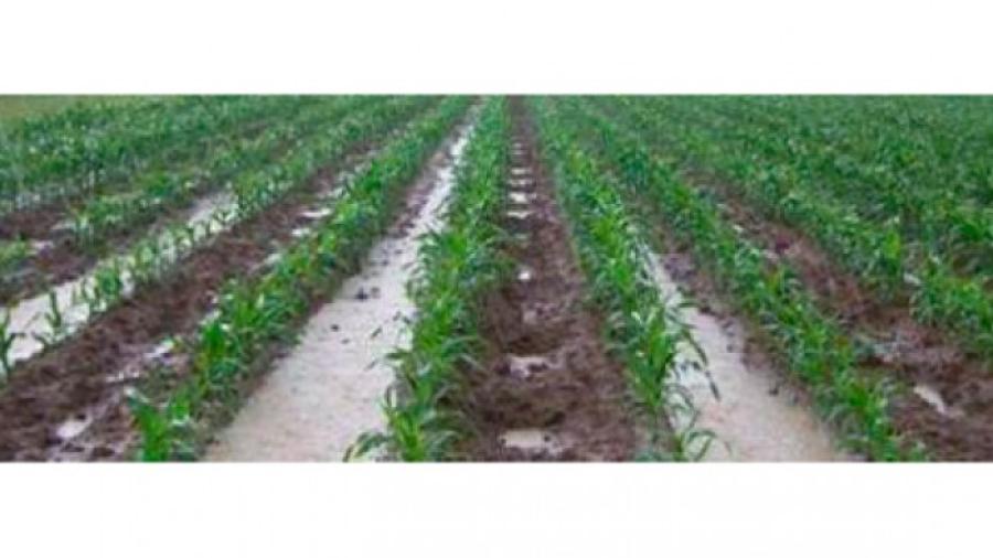 Lluvias benéficas para la agricultura, ganadería, presas y arroyos: UARNT