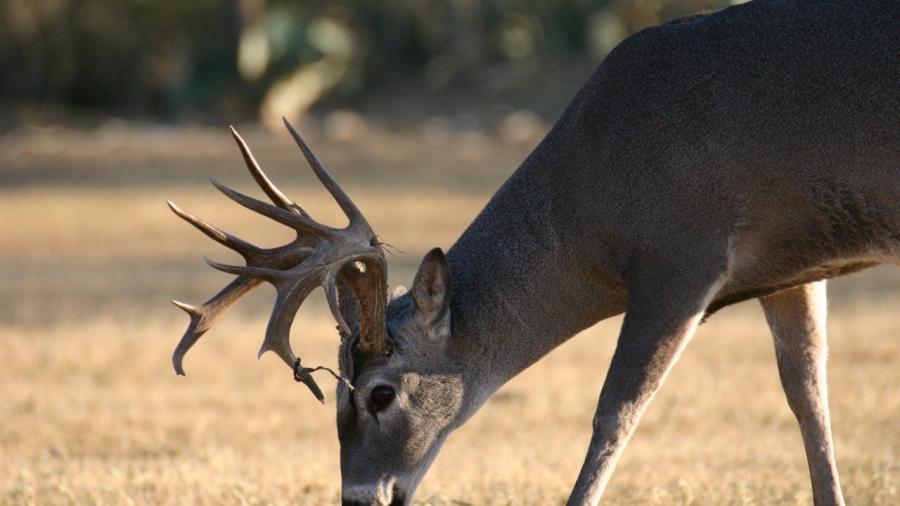 Promueven turismo cinegético de Nuevo Laredo en Estados Unidos 