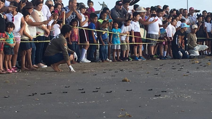 Liberan tortugas lora en Playa Bagdad de Matamoros