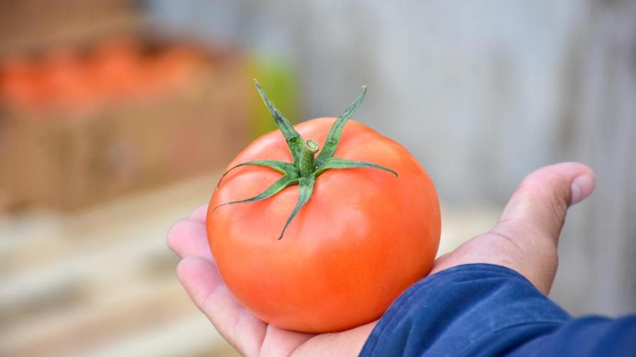 Realiza DIF Reynosa donación de tomate a familias vulnerables 