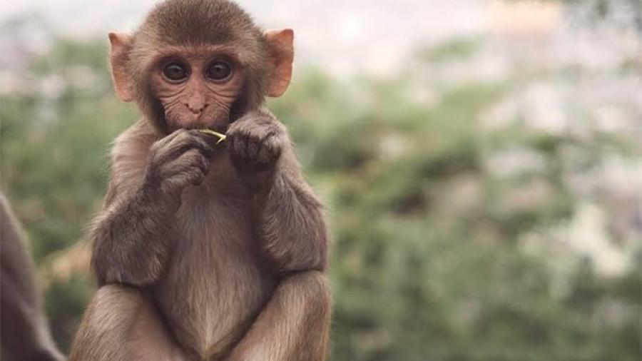 EEUU registra primera muerte relacionada con viruela del mono
