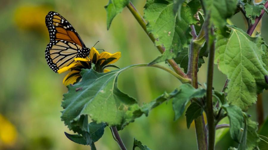 Fortalecerán la Ruta Migratoria de las Mariposas Monarca en Tamaulipas