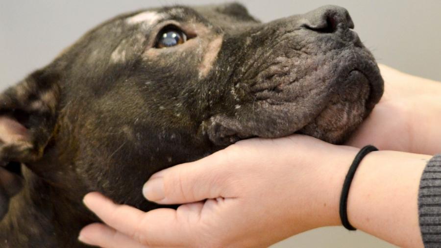 Arrestan a hombre en La Villa por crueldad animal