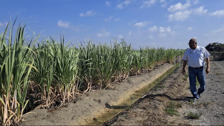 Desarrolla la UAT nuevas variedades de caña de azúcar en El Mante