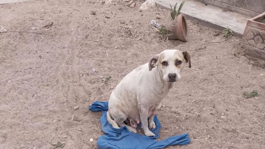 El frío exhibe maltrato animal contra mascotas