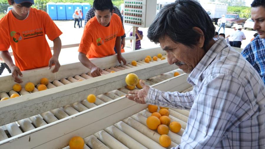 Incrementa Tamaulipas producción de cítricos