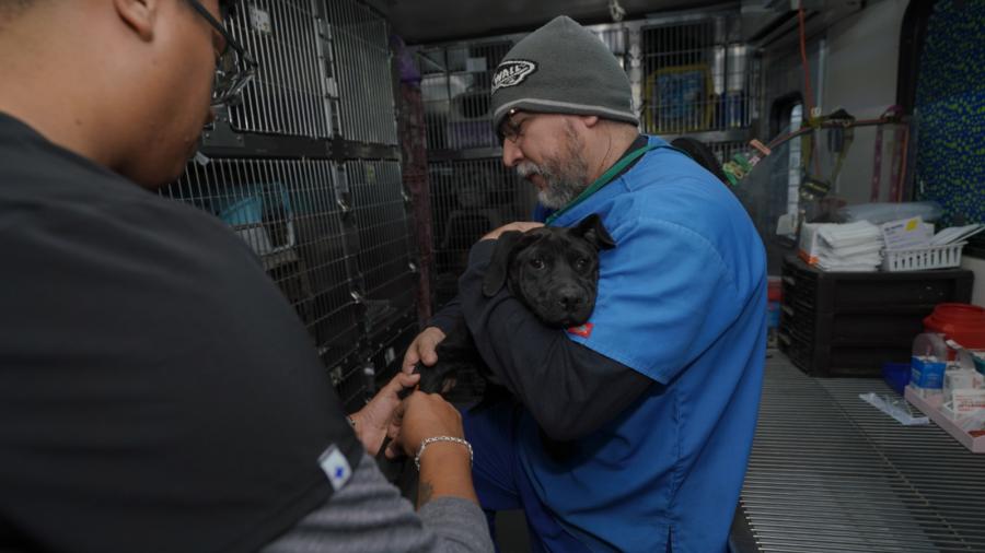 Arranca campaña de esterilización de perros y gatos callejeros del gobierno municipal