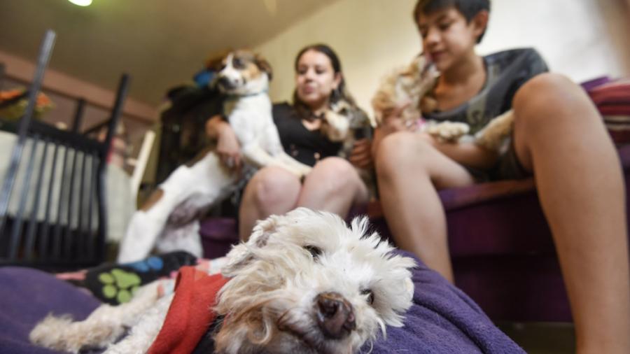 Nvo. León aprueba reforma que asegura trato digno a los animales