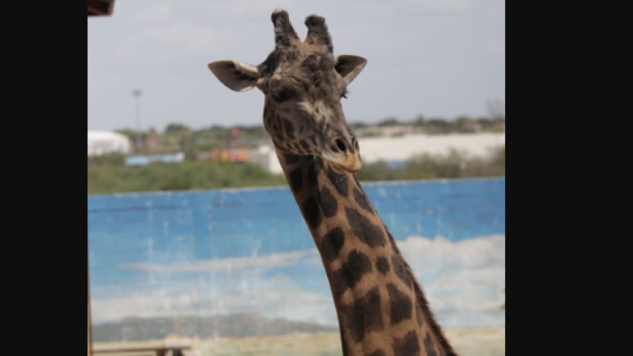 Muere “Lolita” jirafa más longeva del zoológico de Nuevo Laredo