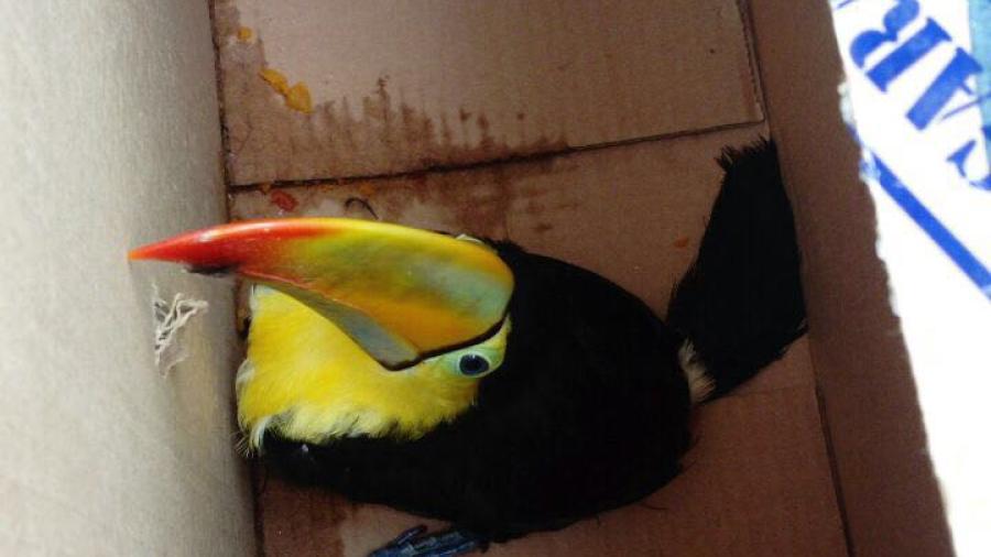 Asegura Profepa un tuc&aacute;n en Ciudad Madero 