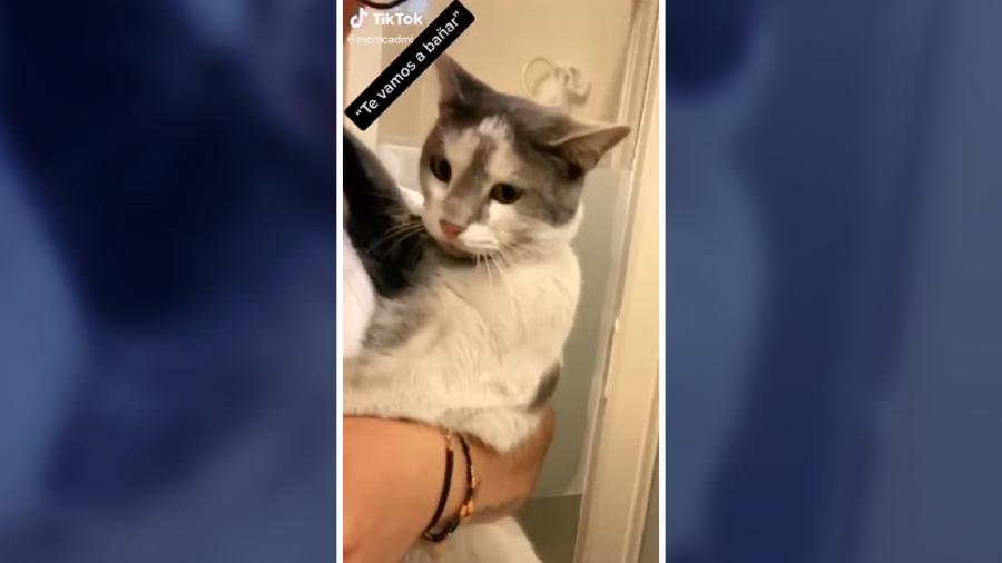 “Te vamos a bañar”, así reacciona este gatito