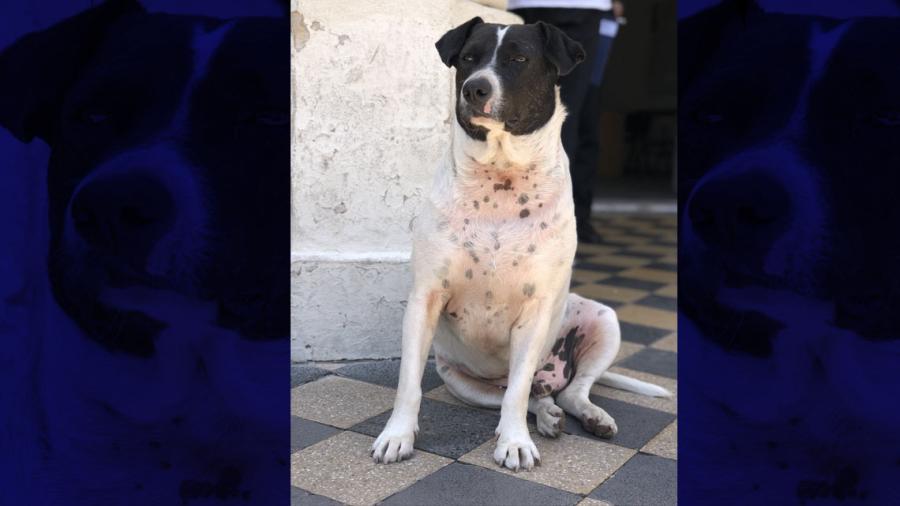 El "perro vaca" que engañó a una ciudad entera