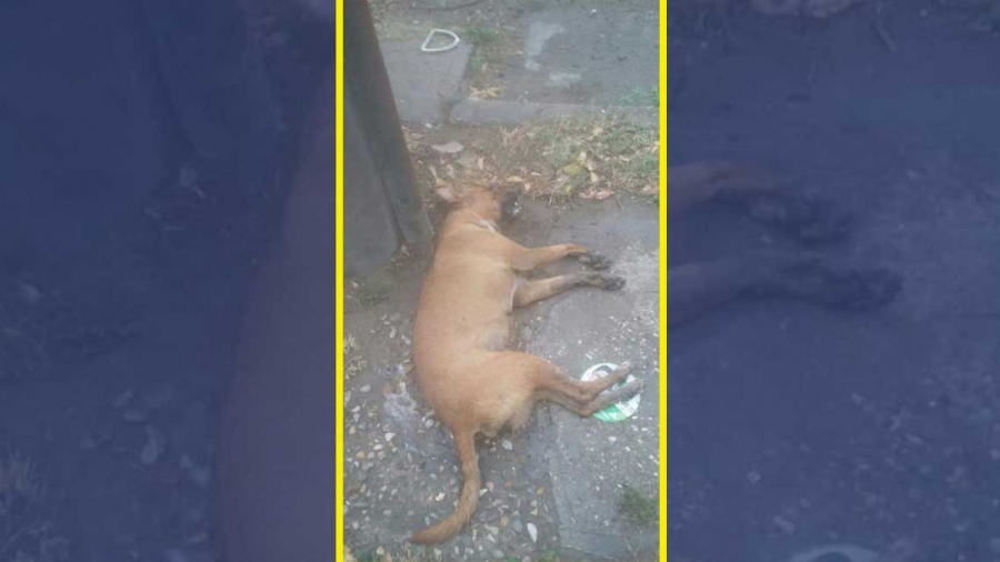 Envenenan perros en calles de Altamira