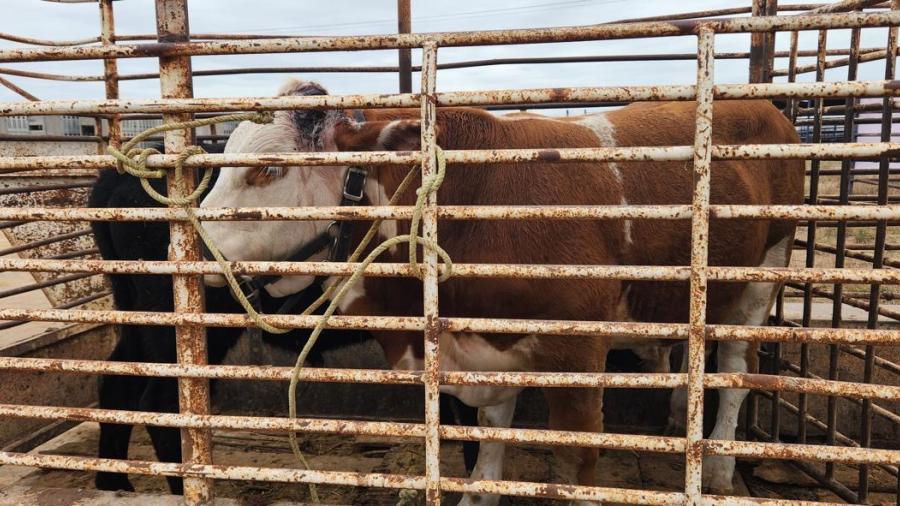 Harán pesaje final a novillos para concurso