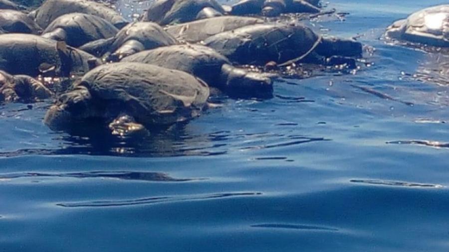 Pescadores locales, responsables por muerte de tortugas: Profepa