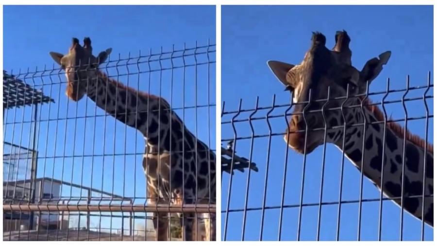 Orden Judicial salva a Jirafa Benito: Será Trasladada a Zoológico Africam Safari de Puebla