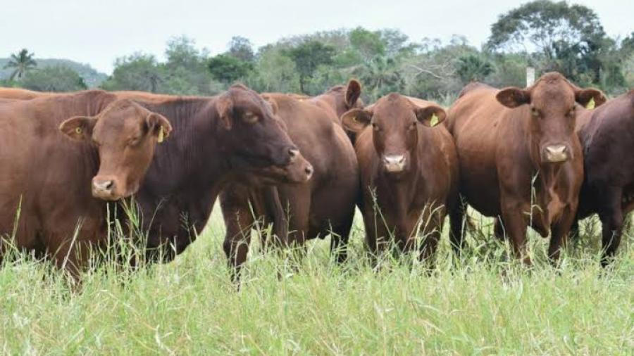 Disminuye exportación Ganadera en Tamaulipas