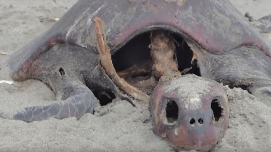 Aparecen 105 tortugas muertas en costas de Chiapas