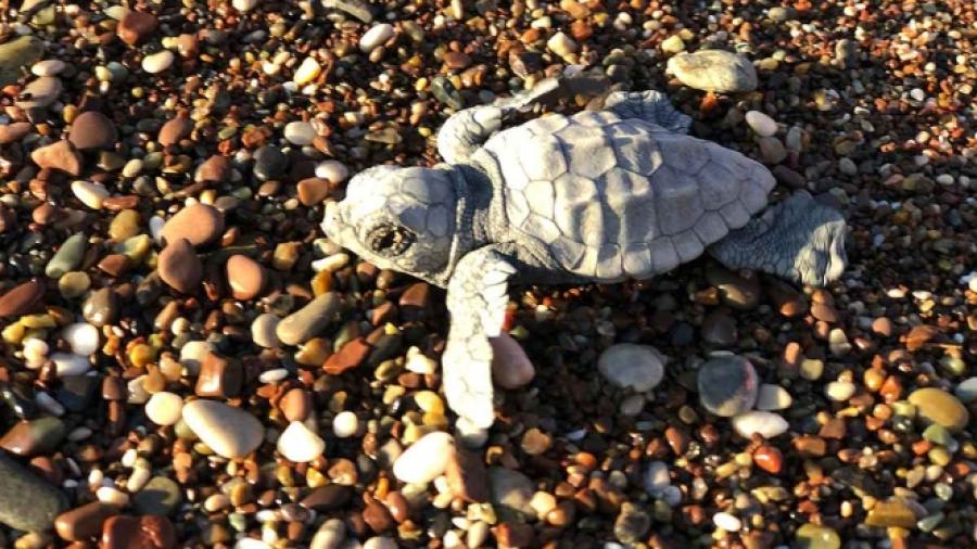Temen por modificación de Ley de Especies en Peligro de Extinción