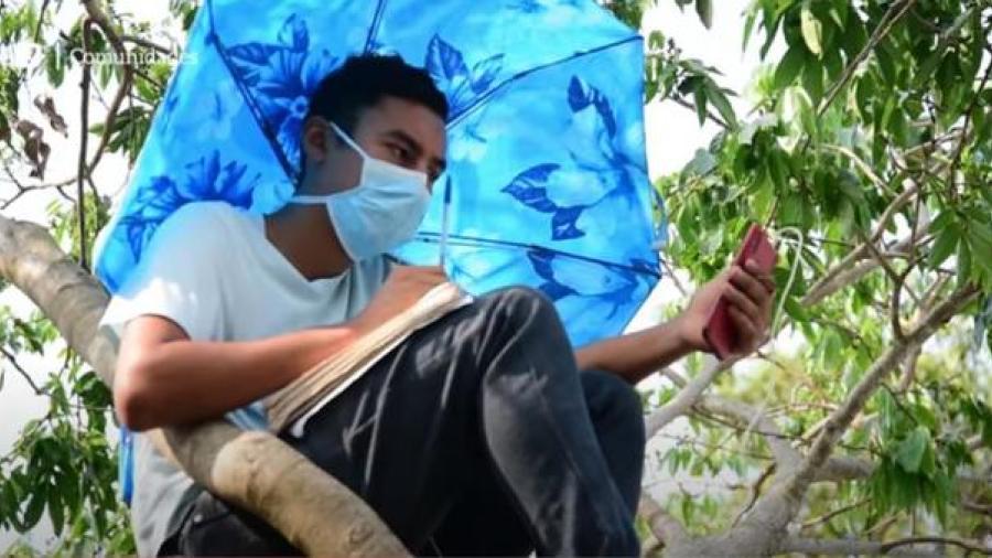 Joven toma clases virtuales desde árbol para tener señal de internet