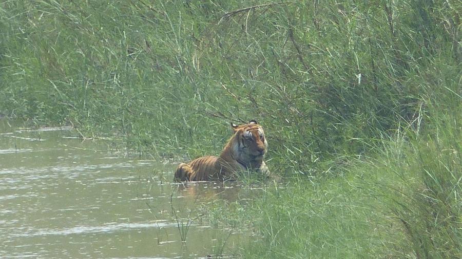 Tigre es captado en la margen del Río Bravo 