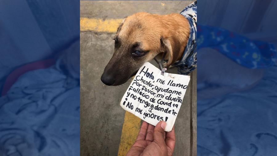 Perrito busca nuevo hogar tras fallecer su dueña por COVID-19