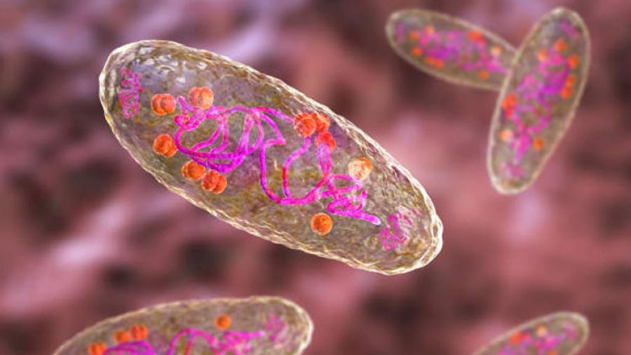 Confirman un tercer caso de peste bubónica en humanos en EU