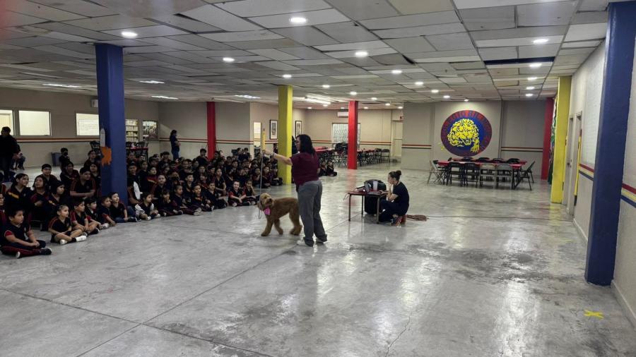 Pide Bienestar Animal denunciar maltrato al 072