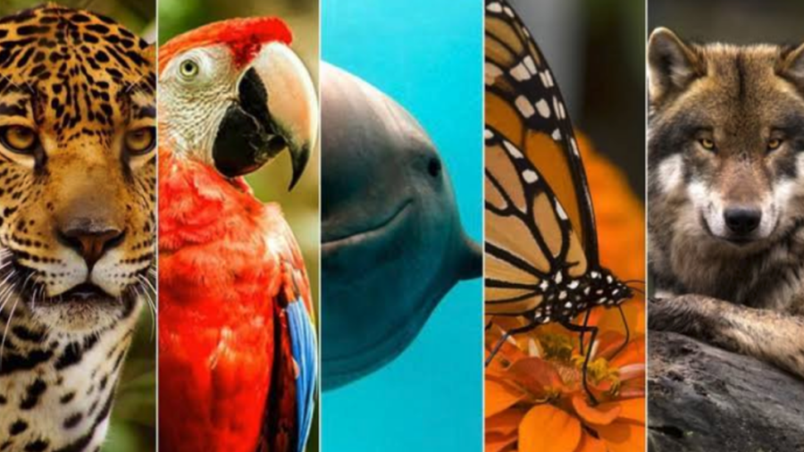 Ocupa México el primer lugar con más especies en peligro de extinción en el mundo