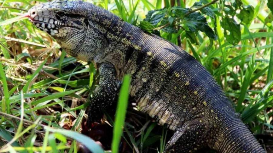 Sur de EU podría ser invadido por lagartos