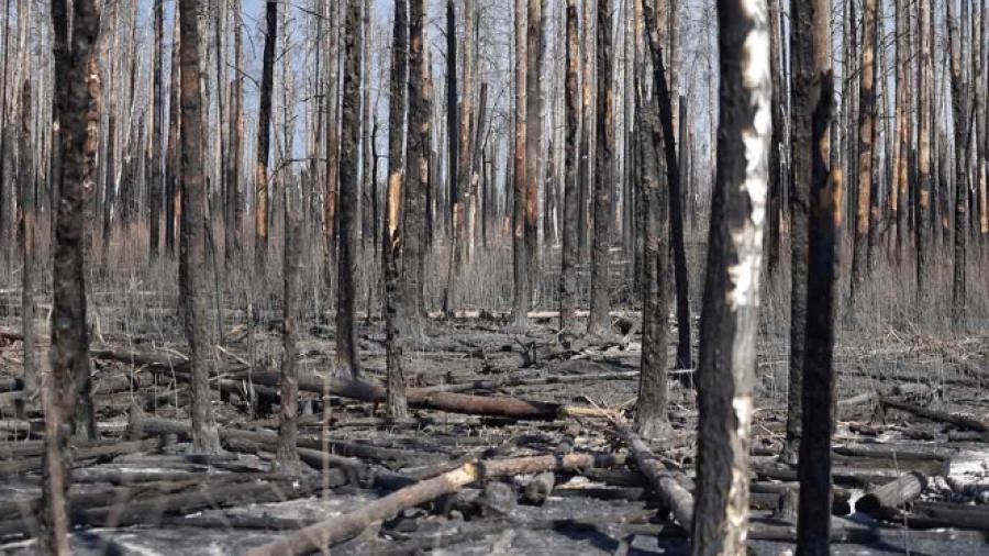 Incendios en bosques aledaños a Chernóbil son apagados