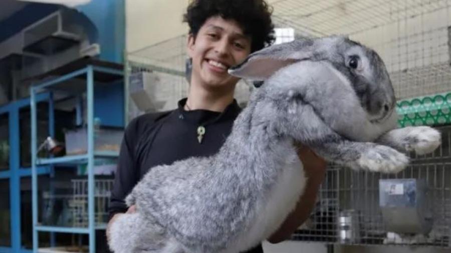 Estudiante de Puebla, cría los conejos más grandes del mundo 