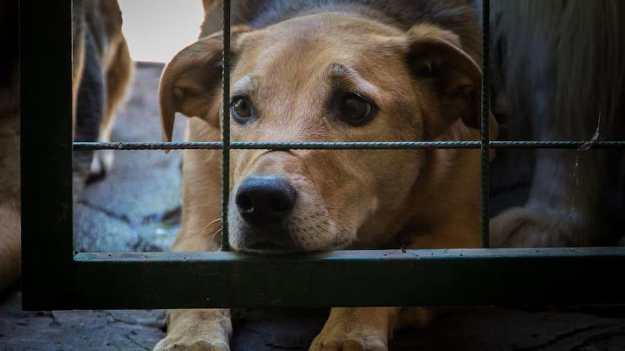 Sacrificio de 70 perros en Santa Catarina desata indignación nacional; Gobernador ordena investigación
