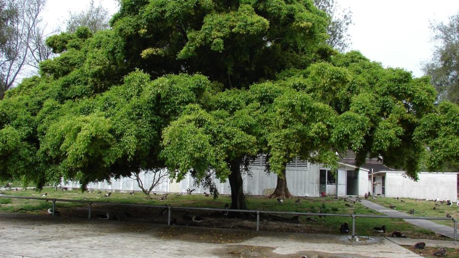 Impedirán que planten árbol ficus en Ciudad Madero
