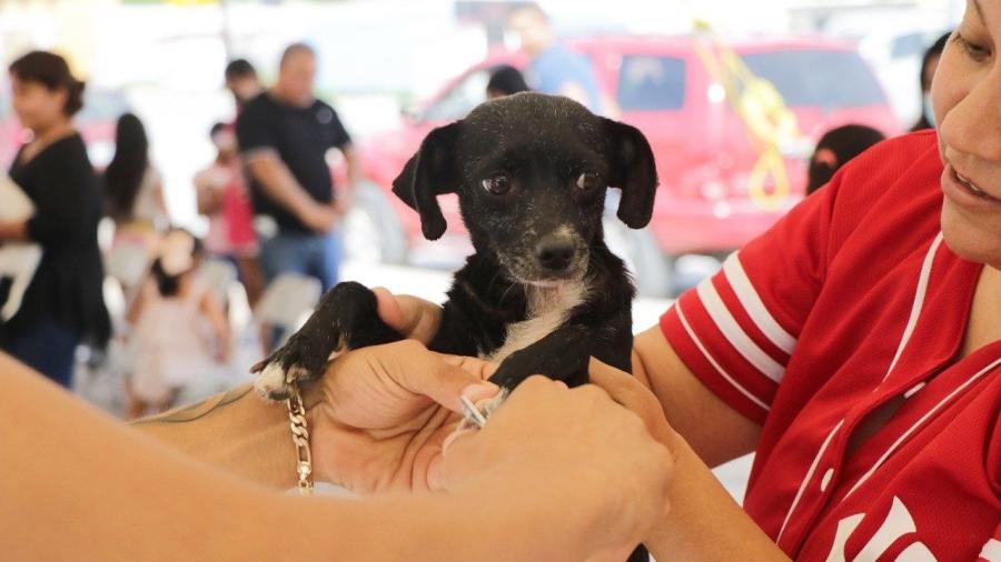 Brinda Gobierno Municipal Atenciones para las mascotas 