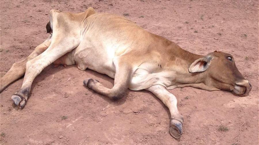 Mueren 600 cabezas de ganado en Tamaulipas