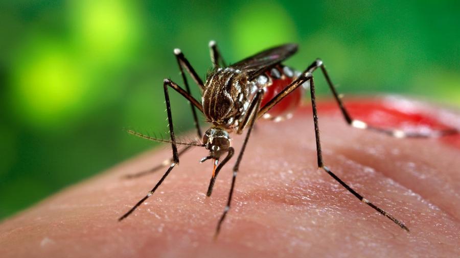 Investigan seis casos probables de dengue en Nuevo Laredo