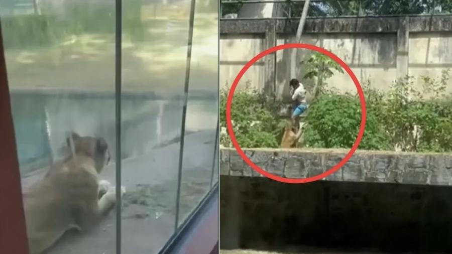 Fatal ataque en Brasil: hombre invade recinto y es abatido por una leona