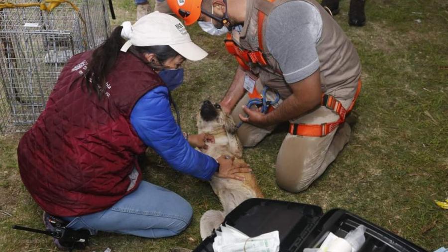 ¡Están a salvo! Rescatan a perritos que cayeron en socavón en Puebla