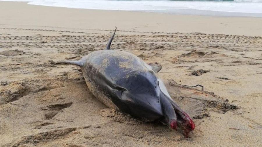 Delfín aparece muerto en playa de Oaxaca, se asfixia con pañal