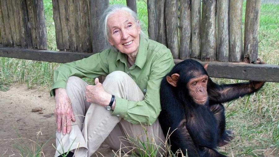 Muere Jane Goodall, pionera en el estudio de los chimpancés y defensora incansable del medio ambiente