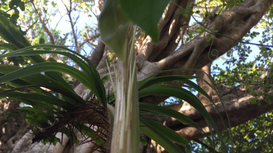 Siembran árboles y recuperan áreas verdes en Altamira