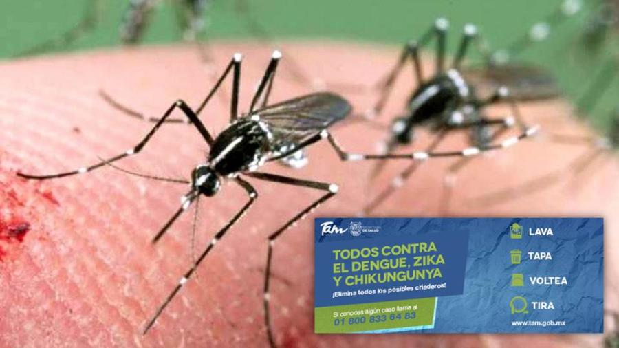 Redoblan combate contra el Dengue, Zika y Chikumgunya