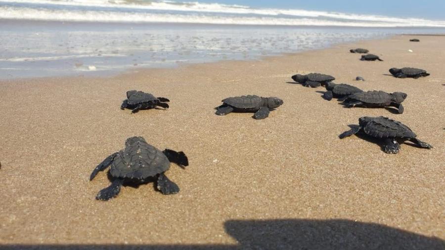 Proyectarán en televisión las maravillas naturales de Tamaulipas: CPBT