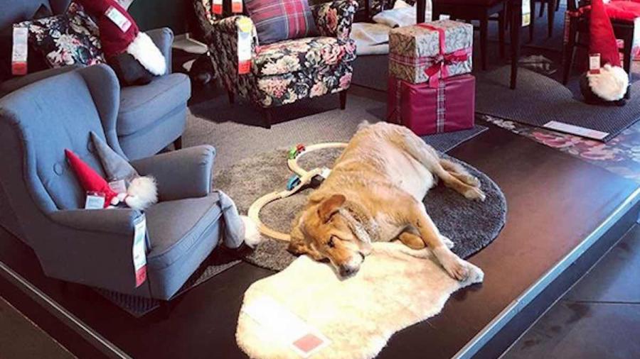 Mueblería IKEA da refugio a perritos callejeros